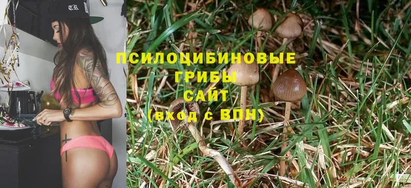 закладки  Велиж  Псилоцибиновые грибы Magic Shrooms 